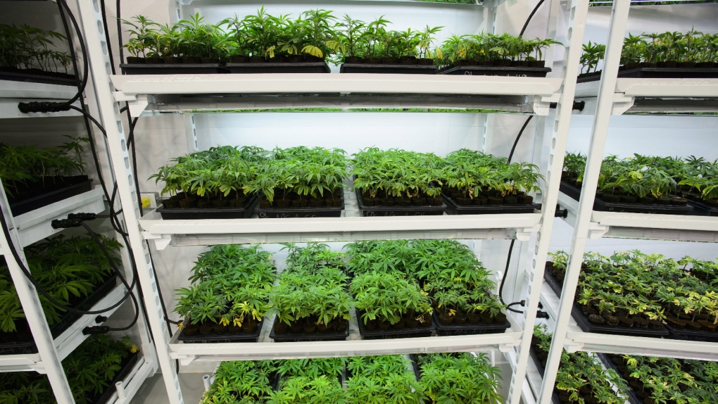 Medical marijuana at Canopy Growth