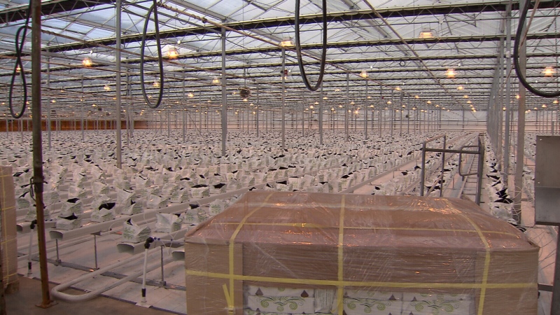 Until recently, these massive greenhouses in Langley, B.C. grew bell peppers. Now, they've been converted to grow marijuana. 