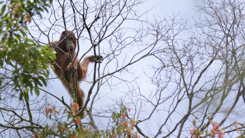 A wild orangutan in Indonesia in 2016