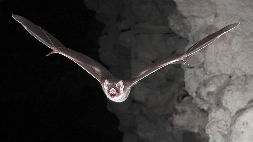 Vampire bats 