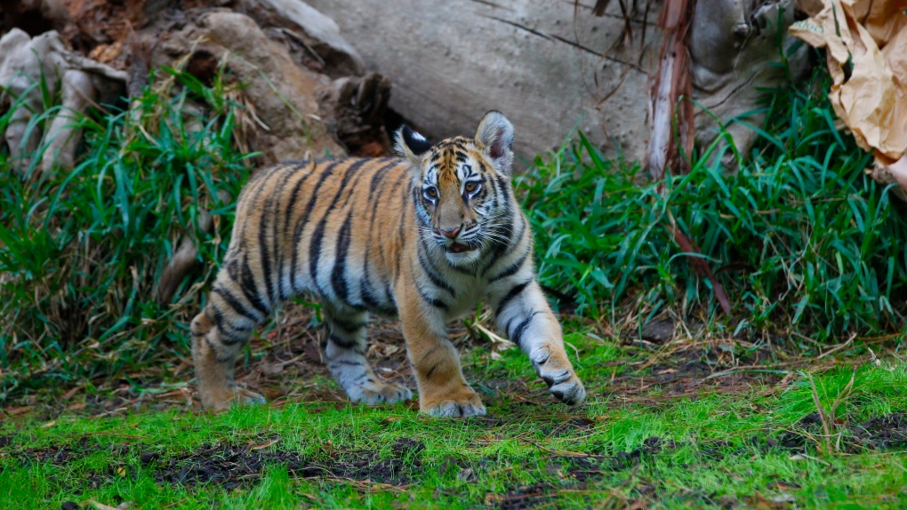 Smuggled Bengal tiger cub