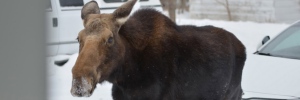 Muenster moose