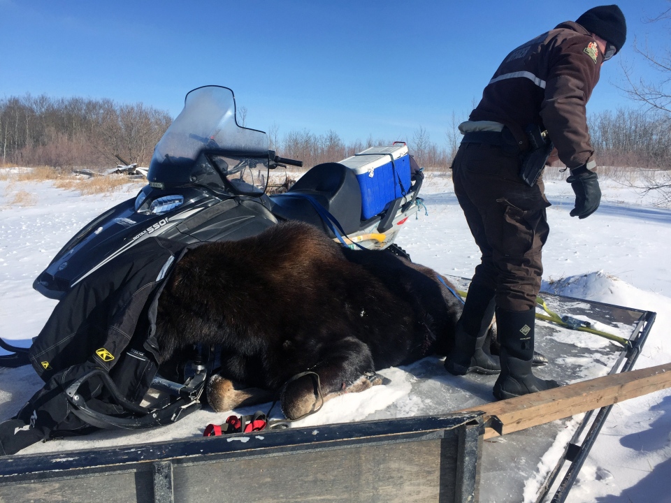 Conservation officer releasing moose