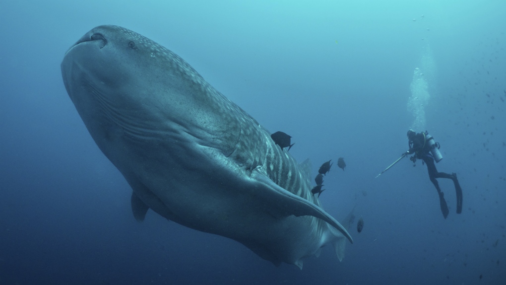 Whale sharks are seen in the Galapagos