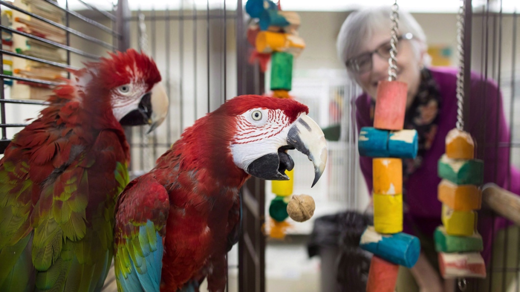 Green-wing macaws housed by Greyhaven sanctuary