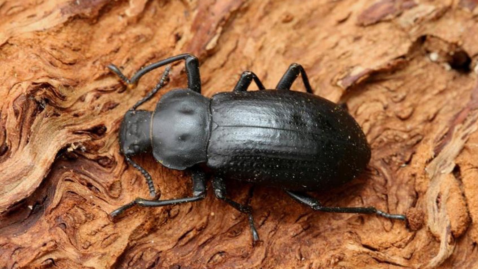 Saproxylic wood beetles