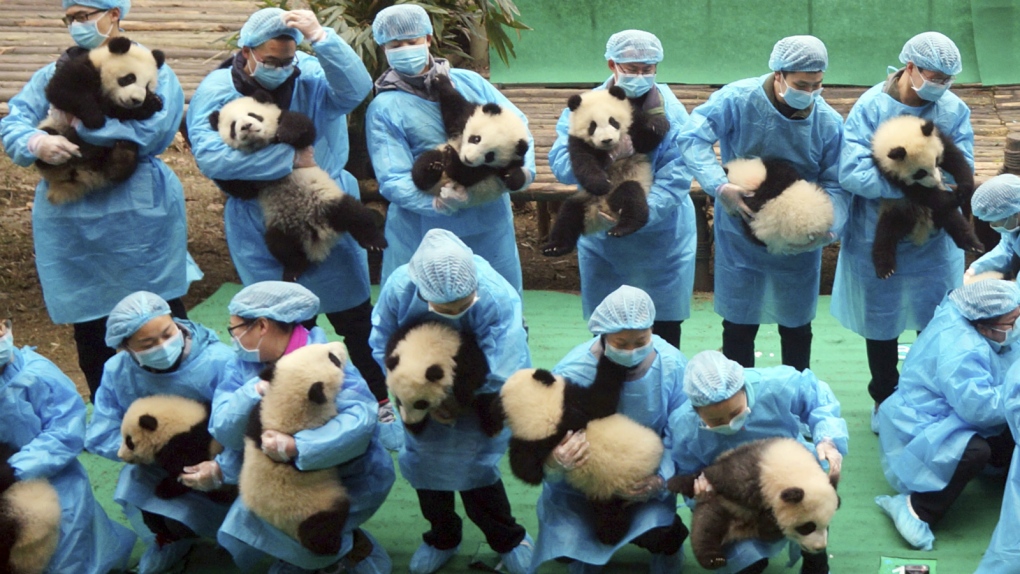 Panda breeding base