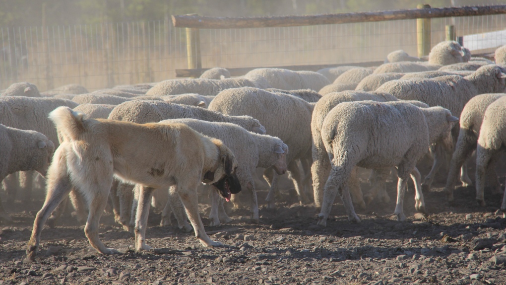 A Kangal dog walks with a heard of sheep