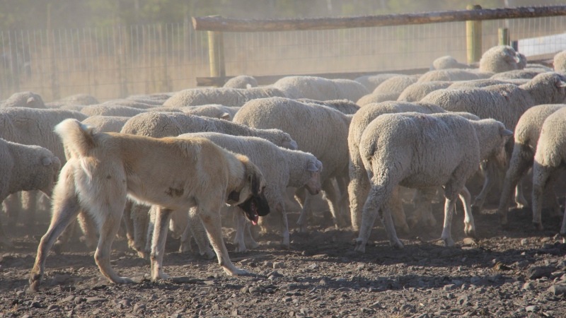 In this 2014 photo provided by the U.S. Department of Agriculture a Kangal dog walks with a heard of sheep at the Hutterite Rockport Colony near Pendroy, Mont.  (Julie Young/U.S. Department of Agriculture via AP)
