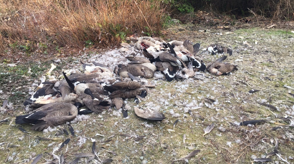 geese dead