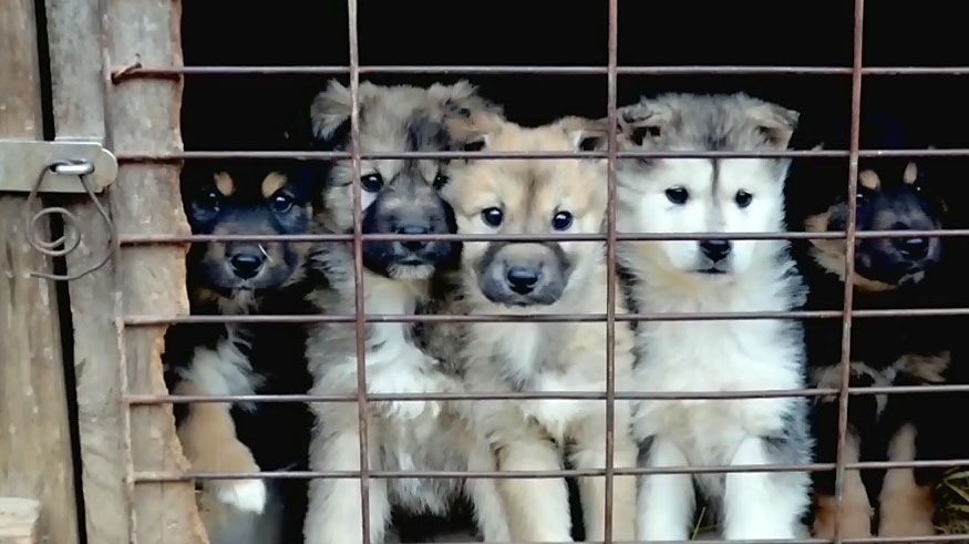 Dogs arriving from South Korea meat farm