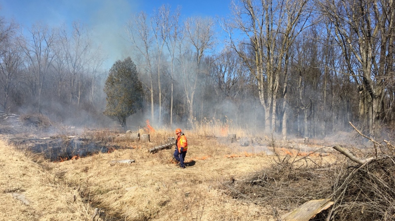 Prescribed burning underway in the Spring Garden Natural area in Windsor, Ont., on Monday, March 19, 2018. (Melanie Borrelli / CTV Windsor)