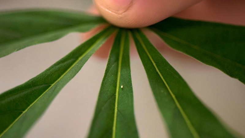Hypoaspis miles, a small predatory mite, is seen on a cannabis leaf at Bedrocan Canada, a medical marijuana facility, in Toronto on Monday, Aug. 17, 2015. (THE CANADIAN PRESS / Darren Calabrese)