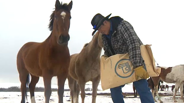 Bob Crow Chief says he is desperate for help to feed the horses on his ranch that was destroyed in the wildfires last year.
