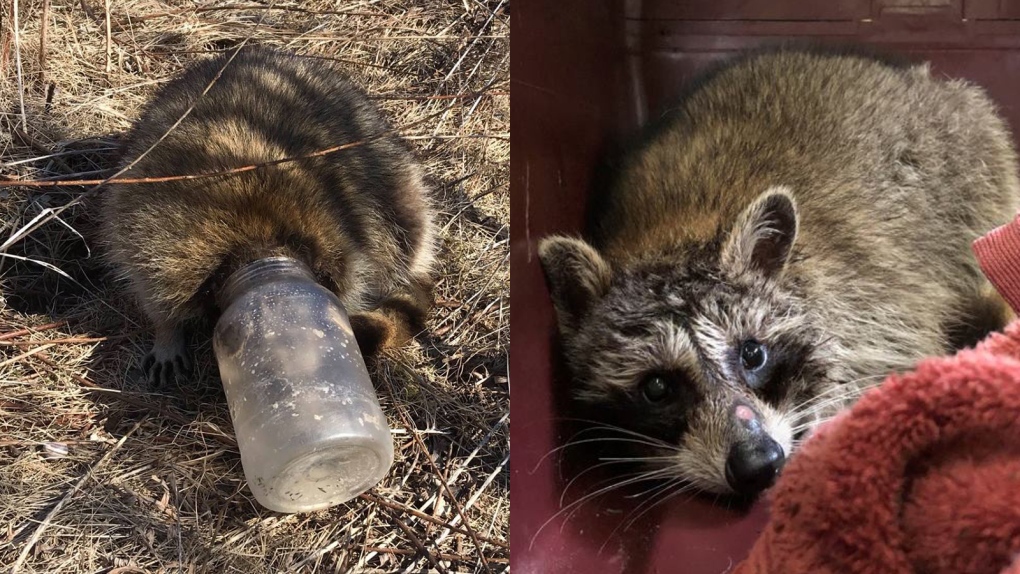 raccoon with its head in a jar