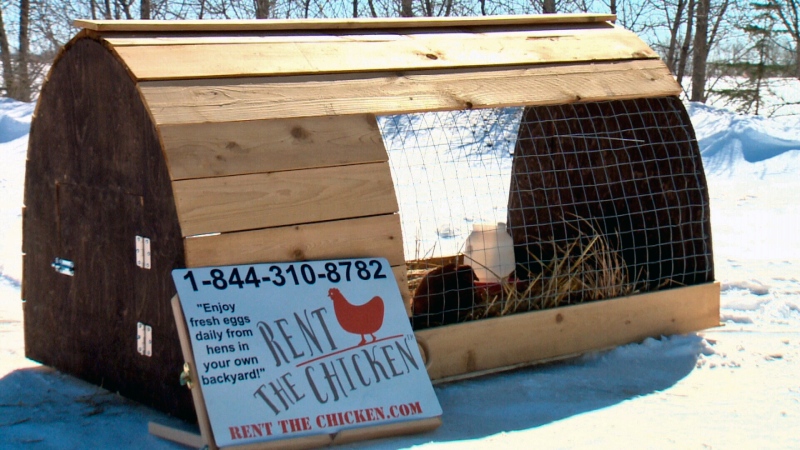 A Saskatchewan wing of Rent the Chicken, a Pennsylvania-based franchise that rents out backyard chickens, is starting up in Dalmeny, Sask., in May 2018. 