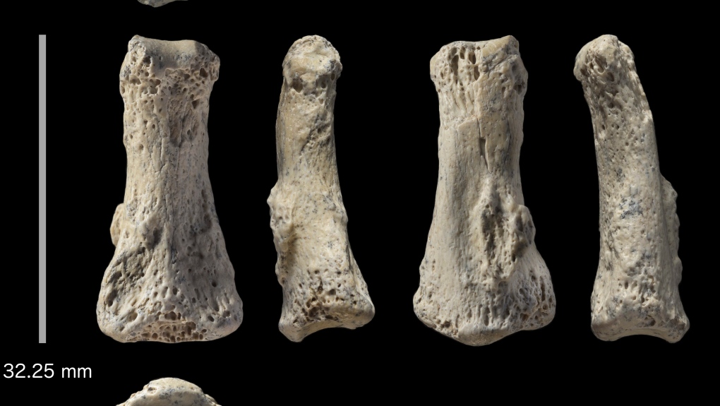 Fossil finger bone