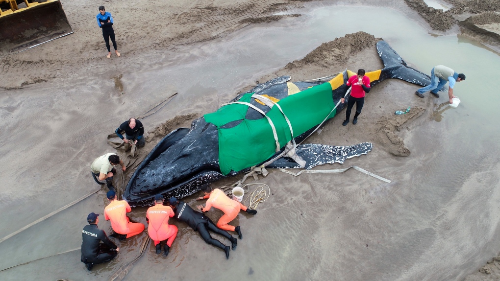 stranded humpback whale 