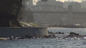 This file image shows a portion of the Stanley Park seawall