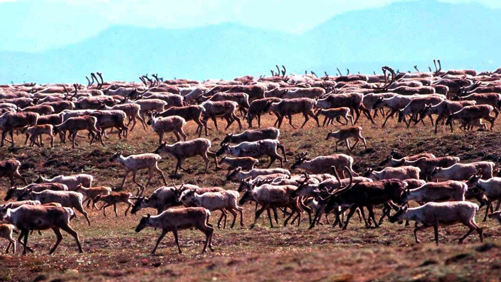 Caribou from the Porcupine Caribou Herd 