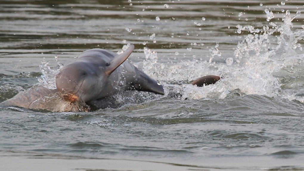 dolphins in the Mekong river