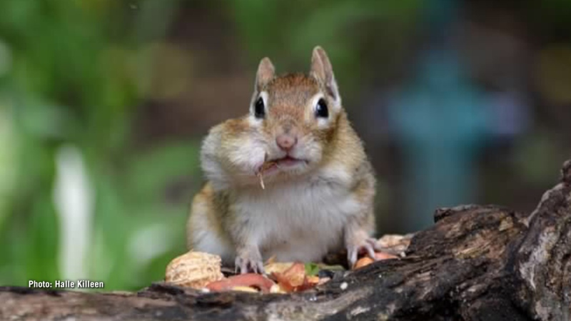 Chipmunk with a mouthful. (Halle Killeen/CTV Viewer)