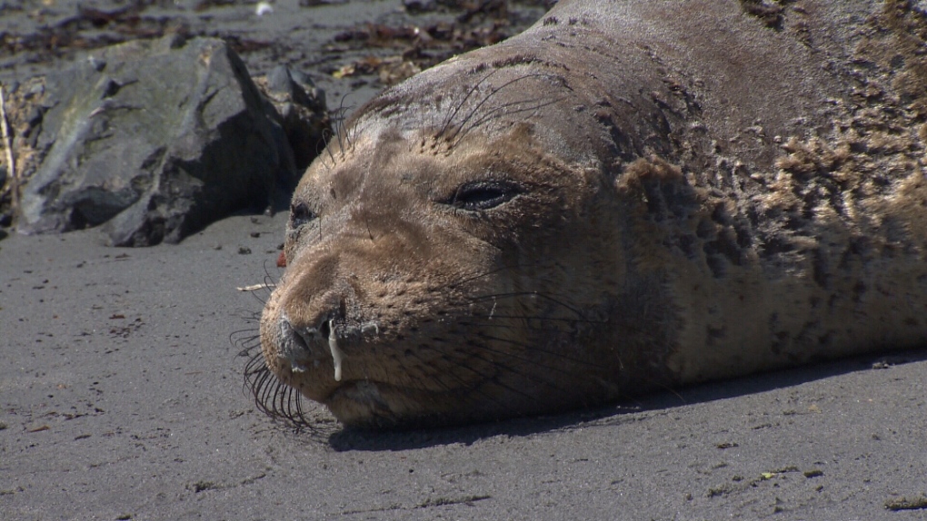 elephant seal moult victoria