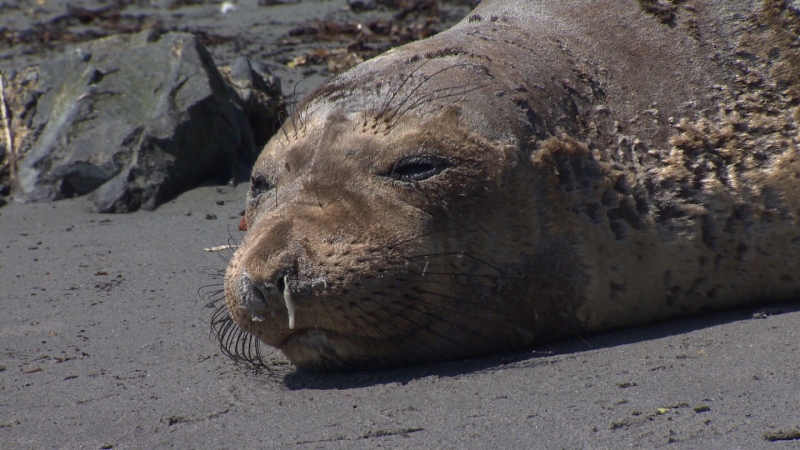 Signs and caution tape have been put up around a moulting elephant seal at Victoria's Gonzales Beach warning the public to keep their distance. April 27, 2018. (CTV Vancouver Island)