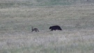 A wolf and a black bear face off near Kamloops, B.C in this image provided by WildSafeBC. 