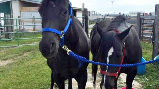 Owner says her two horses were sold 