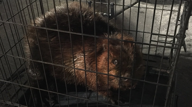 A beaver had to be returned to Waterloo park after it was found wandering through uptown.