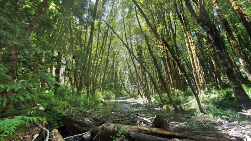 A creek in Koksilah River Provincial Park. (File photo)