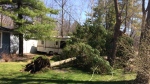 Clean-up underway across Innisfil, Barrie, and surrounding areas after wind storm uproots trees and downs power lines - File Image. (CTV Barrie/Rob Cooper)