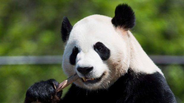 Meet the pandas!