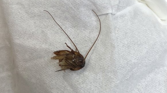 Cockroach in ear
