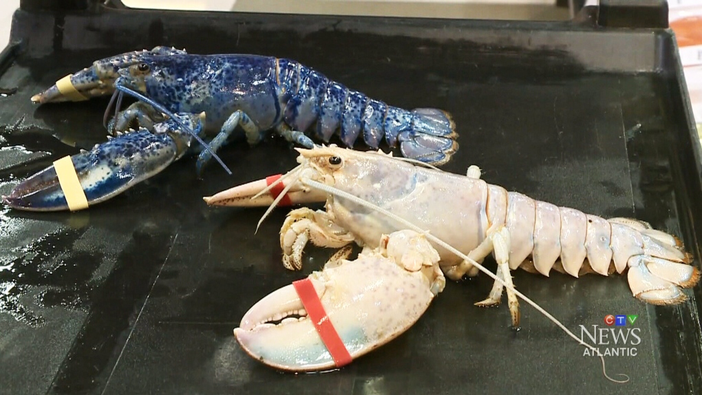 Curious catch: N.S. grocery store displays rare white, blue