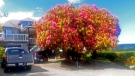 The rhododendron in Ladysmith, B.C. is more than double the average size. (Rob Johnson) 