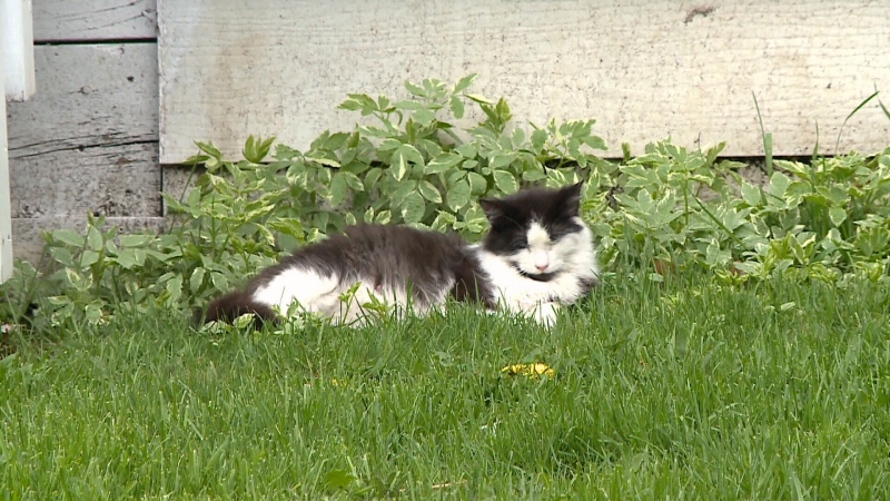 Stray cat relaxing on a lawn in Cornwall.