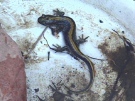 Salamander Study