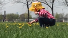 A toddler plays in the grass at a park in Windsor, Ont., on May 6, 2018. (CTV Windsor)