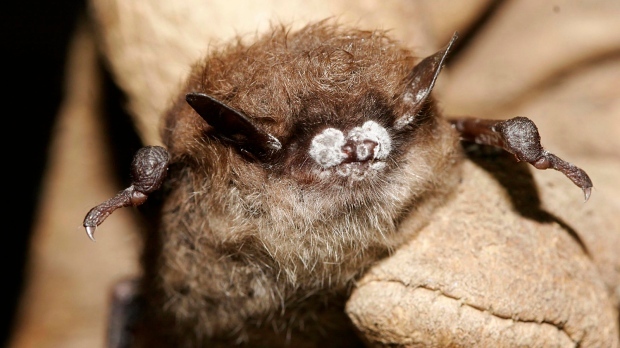 White nose bat syndrome