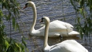 royal swans to Rideau River today