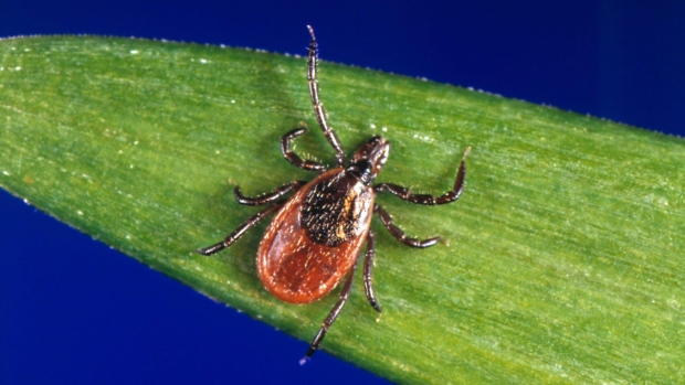 Spraying pesticides on your lawn won't prevent ticks: medical officer | CTV News 