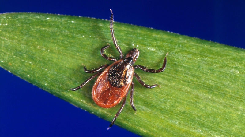 In this undated photo provided by the U.S. Centers for Disease Control and Prevention (CDC), a blacklegged tick - also known as a deer tick. (CDC via AP)