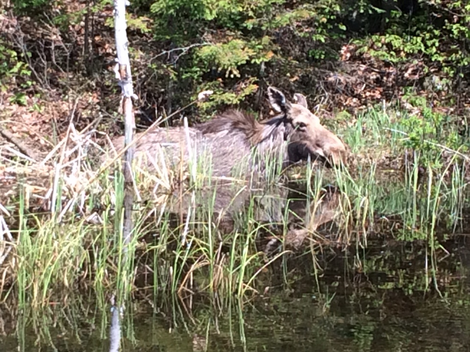 Female moose stuck in a ditch off the road