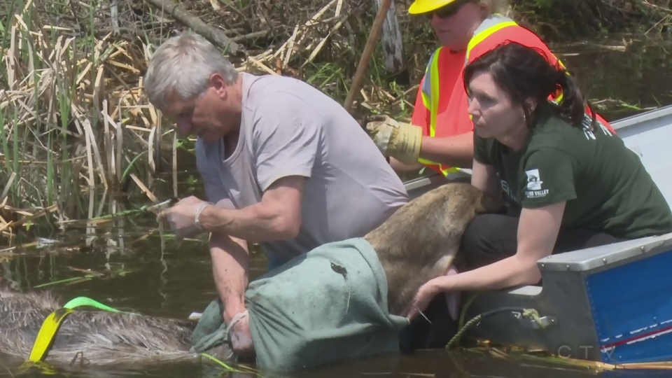 Rescuers had to keep the moose's head up