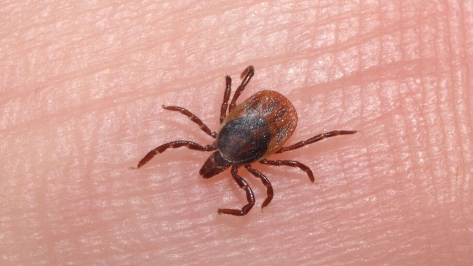 ticks 