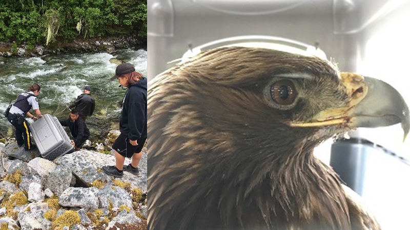 Injured eagle rescued by RCMP