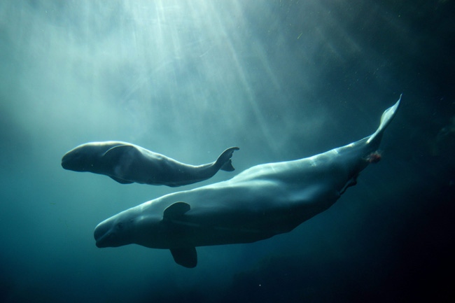 Aurora, a 20-year-old Beluga whale, swims with her calf after giving birth at 3:39 p.m. local time at the Vancouver Aquarium in Vancouver, B.C., on Sunday June 7, 2009. (CP/Darryl Dyck)