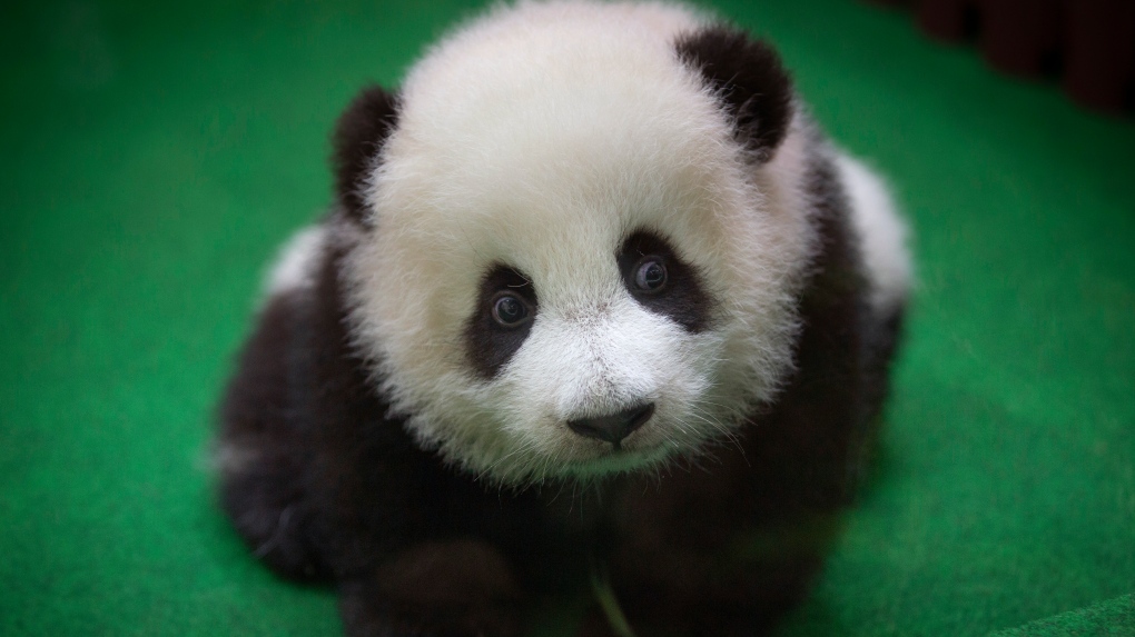 Baby Panda Born In Malaysia Zoo Makes Public Debut Ctv News